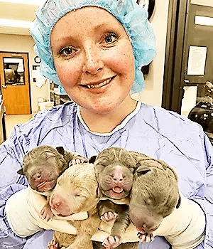 Dog Breeding Veterinarian Dr. Samantha Nye with Puppies delivered by C-Section