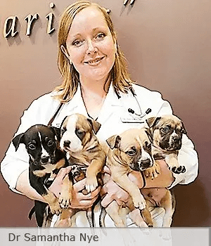 Dog Breeding Veterinarian Dr Samantha Nye with litter of puppies