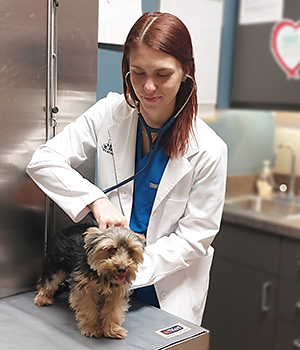 Image of Dr Jamie Gerlach examining a dog at Blue Springs Animal Hospital near Kansas City