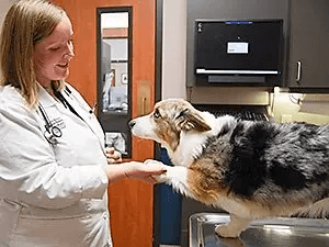 Veterinarian Dr Samantha Nye Kansas City Dog Breeding Reproduction With A Corgi Dog