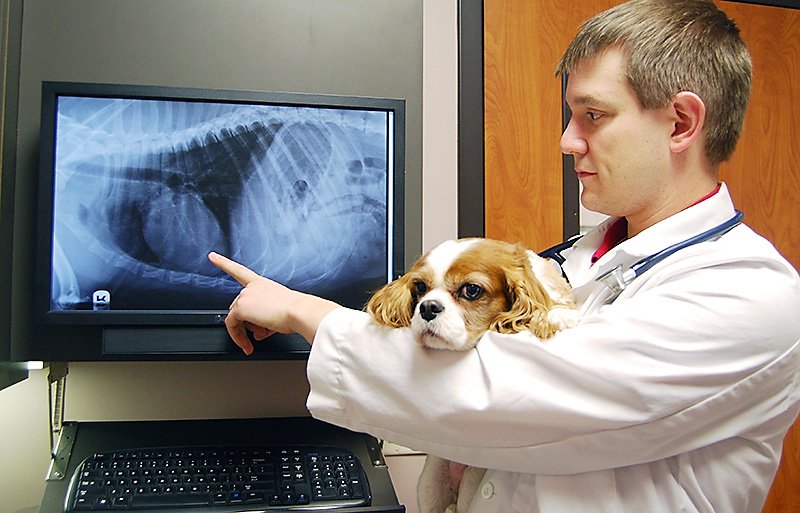 Cancer and Chemotherapy Oncology Veterinarian Dogs and Cats Kansas City 