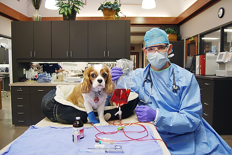 Chemotherapy Treatment For Cancer in Dogs and Cat Kansas City Veterinarian