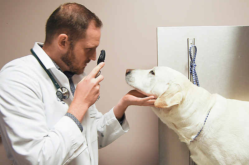 Dog Rescue Discounted Veterinary Care Plan at Blue Springs Animal Hospital