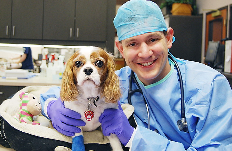 Oncology Veterinarian For Cancer Chemotherapy in Dogs and Cats In Kansas City