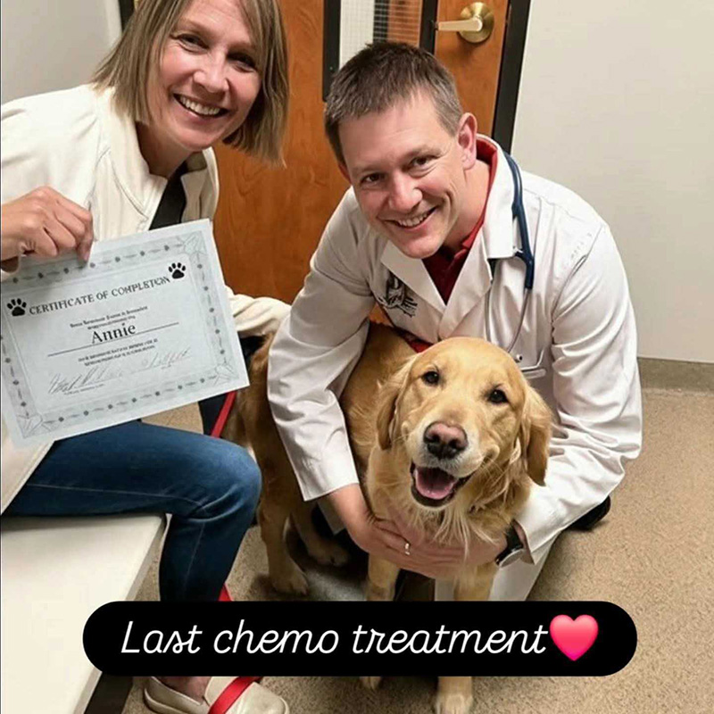 Dog completes chemotherapy treatment with Dr. Stuart Ryder at Blue Springs Animal Hospital in Kansas City