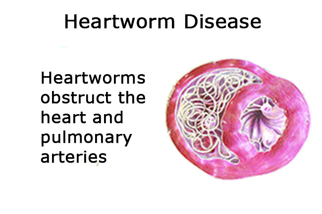 Heartworm Disease In the Dog
