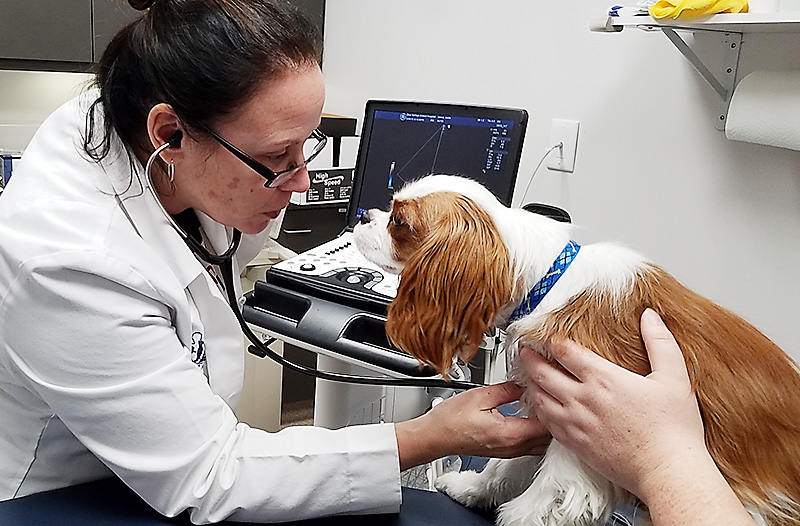 Cardiology Veterinarian For Heart Disease In Dogs