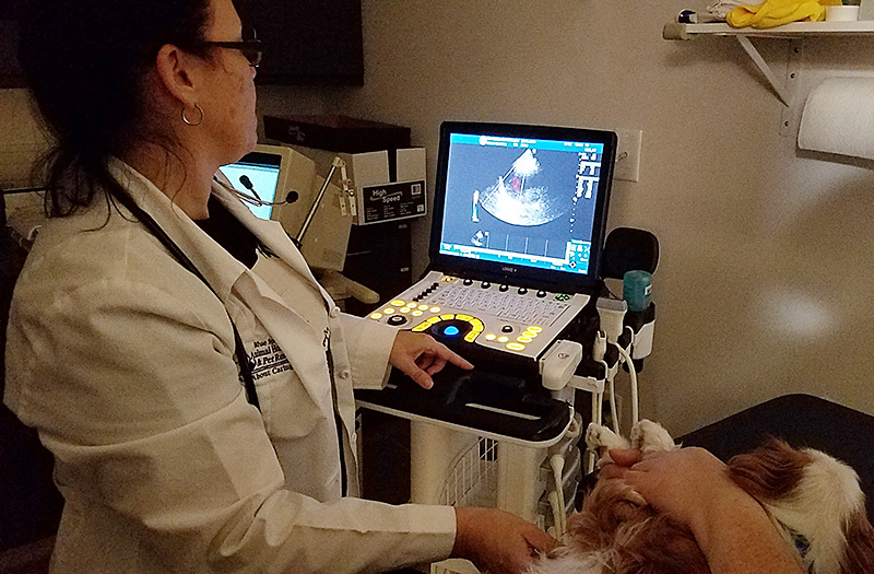 Veterinarian For Echocardiography To Diagnose Heart Disease In Dogs Kansas City