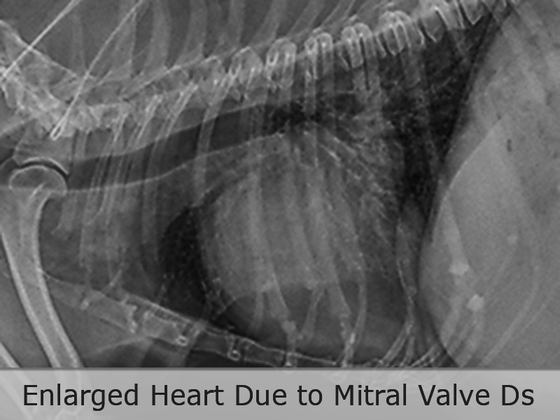 Cardiac Radiology (X-Rays) for Dogs