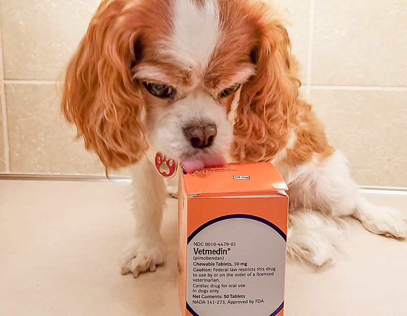 Treatment for heart disease in the dog Kansas City
