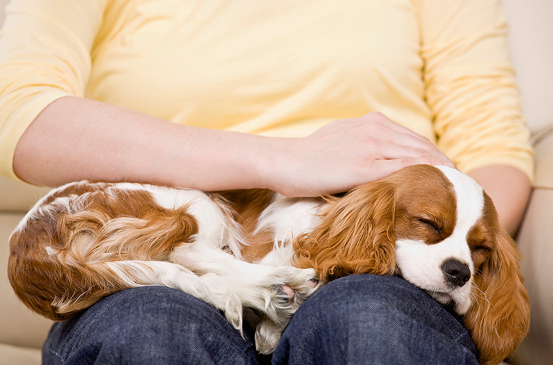 Home Care For Dog With Heart Failure