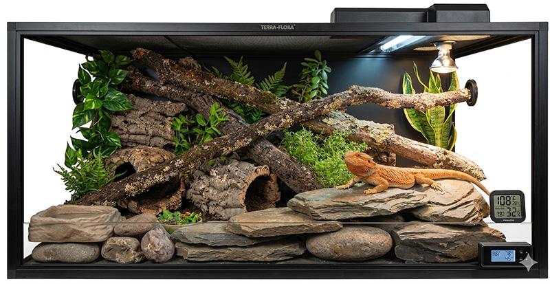 Aquarium Set Up For a Lizard
