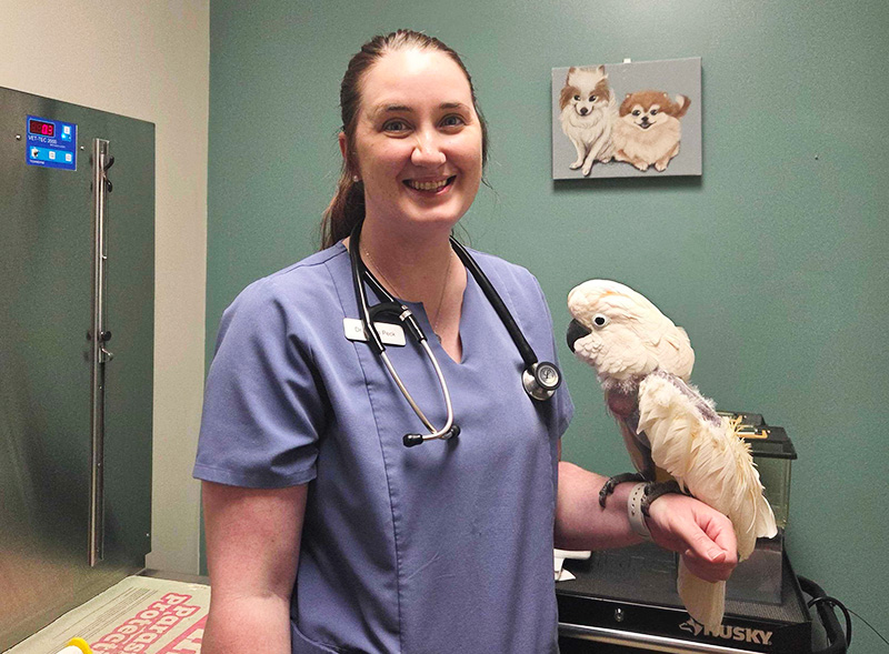 Avian Veterinarian Dr. Laura Peck examines a bird at Blue Springs Animal Hospital near Kansas City
