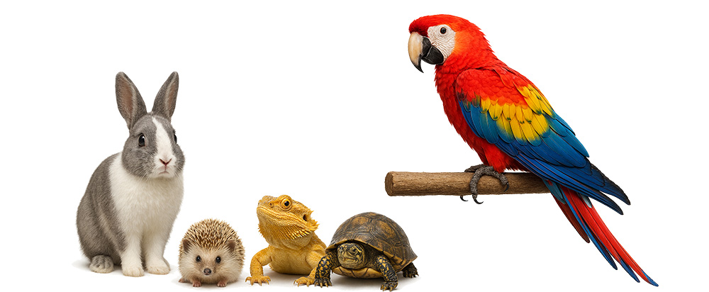 Image of Avian Reptile Exotics Veterinarian Blue Springs Animal Hospital