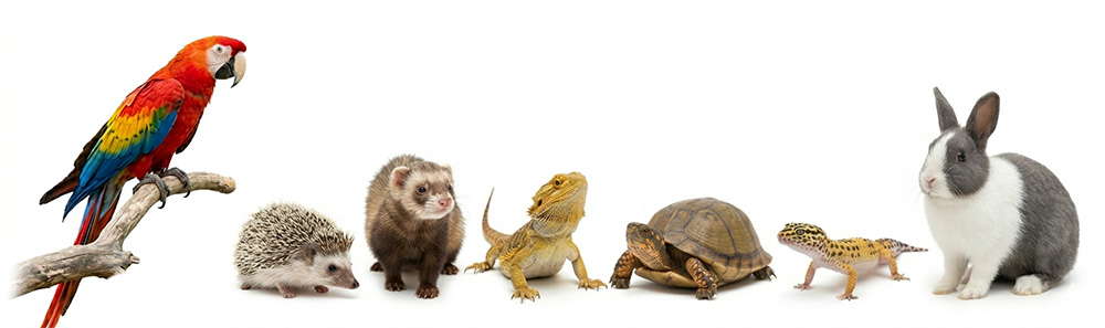 Avian, Reptile, and Exotic Pets At Blue Springs Animal Hospital