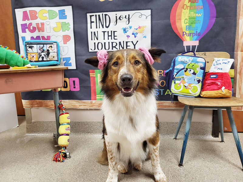 Back-To-School-Pictures-Blue-Springs-Animal-Hospital-Kansas-City