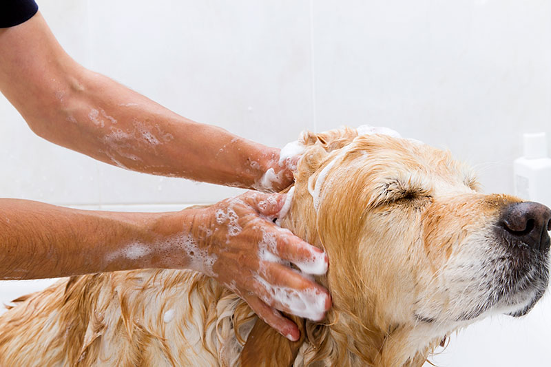 Dog getting a bath at Blue Springs Pet Resort near Kansas City