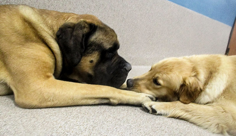 Image of 2 dogs nose to nose at Blue-Springs-Pet-Resort-Doggie-Daycare-Kansas-City