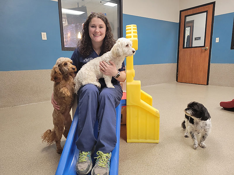 Dog Boarding and Daycare at Blue Springs Animal Hospital