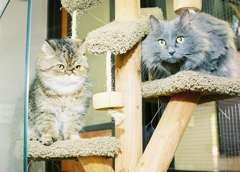 Cats playing in Cat Boarding at Blue Springs Pet Resort