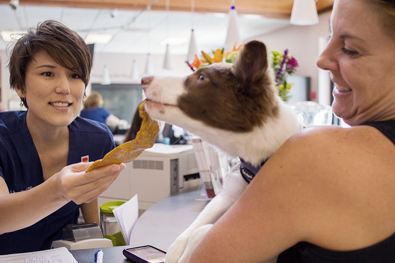Exceptional Customer Services at Blue Springs Animal Hospital