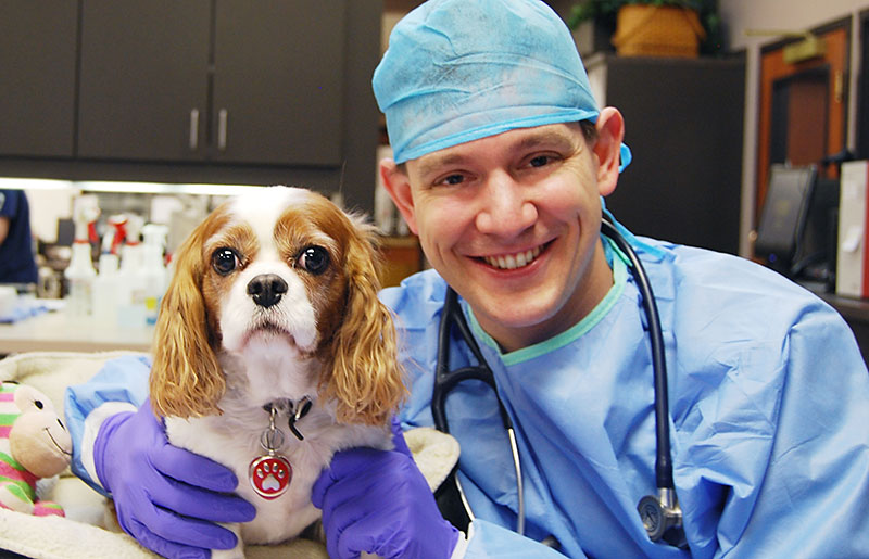 Cancer Chemotherapy Dog Kansas City Dr Stuart Ryder Veterinarian Blue Springs Animal Hospital 