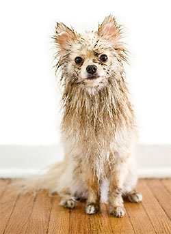 Dog getting a Bath-Groom-Blue-Springs-Pet-Resort-Kansas-City