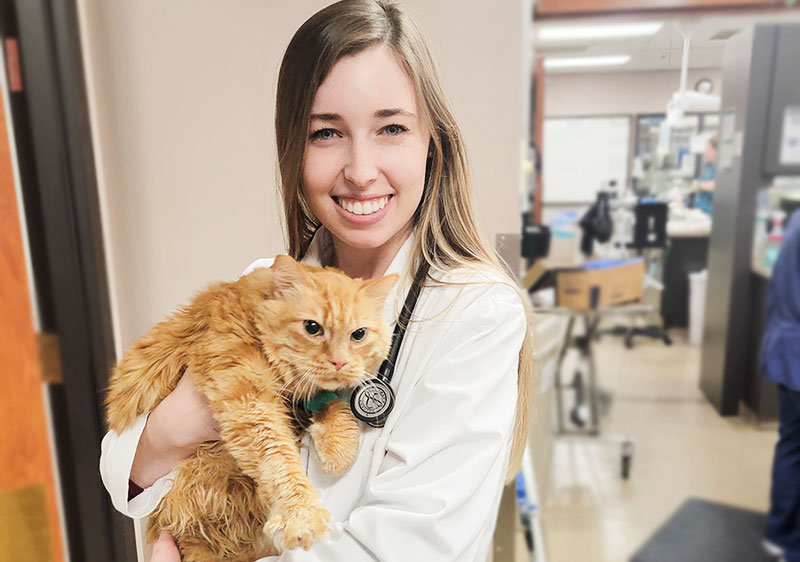 Dr Alana Einspahr Veterinarian Blue Springs Animal Hospital Kansas City Cat