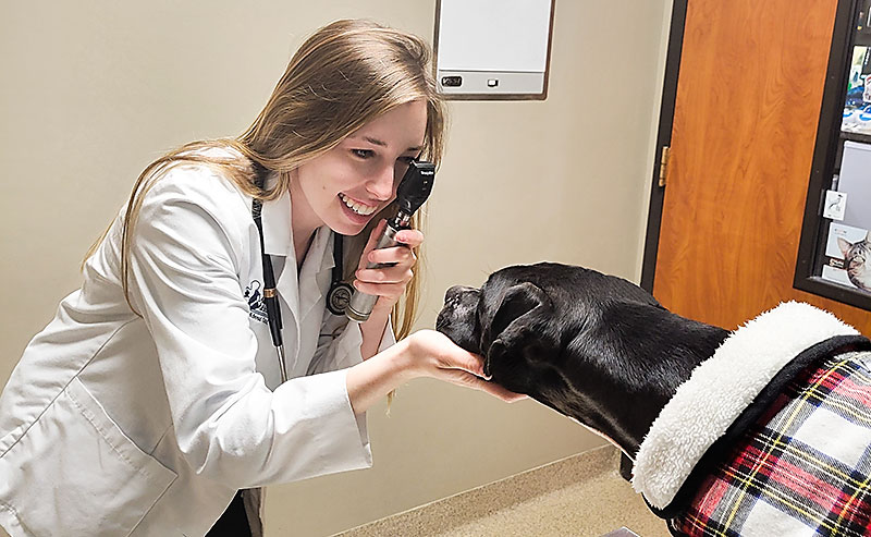 Dr Alana Einspahr Veterinarian Blue Springs Animal Hospital Examines A Dog