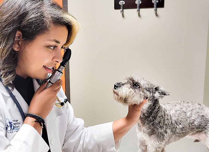 Dr Elisse Schaaf Veterinarian with a dog at Blue Springs Animal Hospital Dr Elisse Schaaf Veterinarian with a dog at Blue Springs Animal Hospital