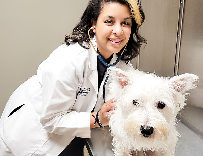 Dr Elisse Schaaf Veterinarian with a dog at Blue Springs Animal Hospital Dr Elisse Schaaf examines a dog at Blue Springs Animal Hospital