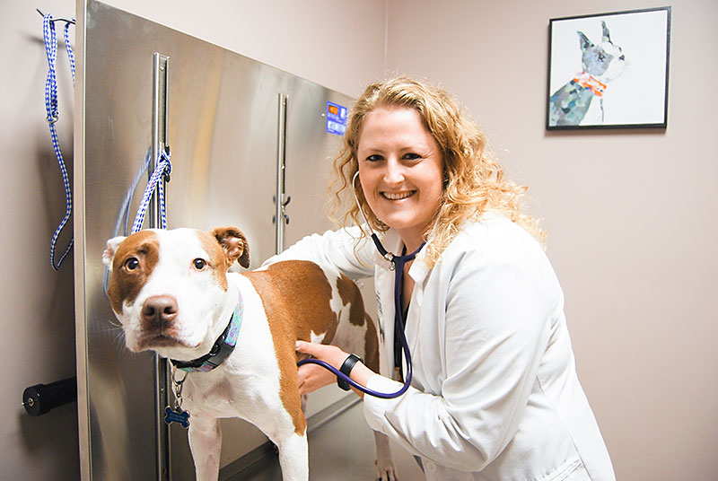 Dr Katie Dear Veterinarian Kansas City Blue Springs Animal Hospital examines a dog