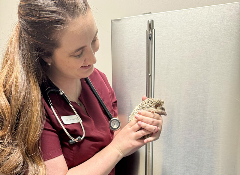 Dr. Laura Peck, Exotic Animal Veterinarian, examines a hedgehog