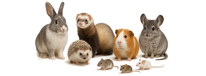Exotics Veterinarian for rabbits, guinea pigs, ferrets, hedgehogs, sugar gliders in Kansas City