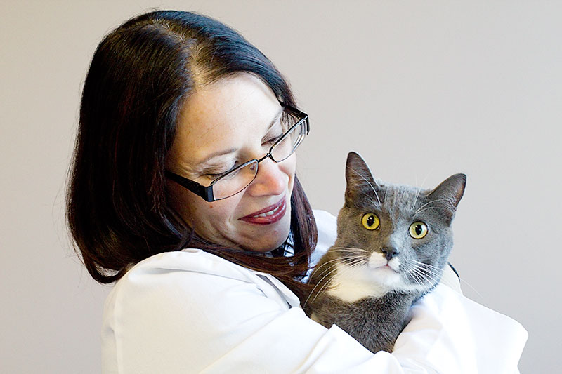 Dr. Gina Bradley Feline Cat Veterinarian Blue Springs Animal Hospital 