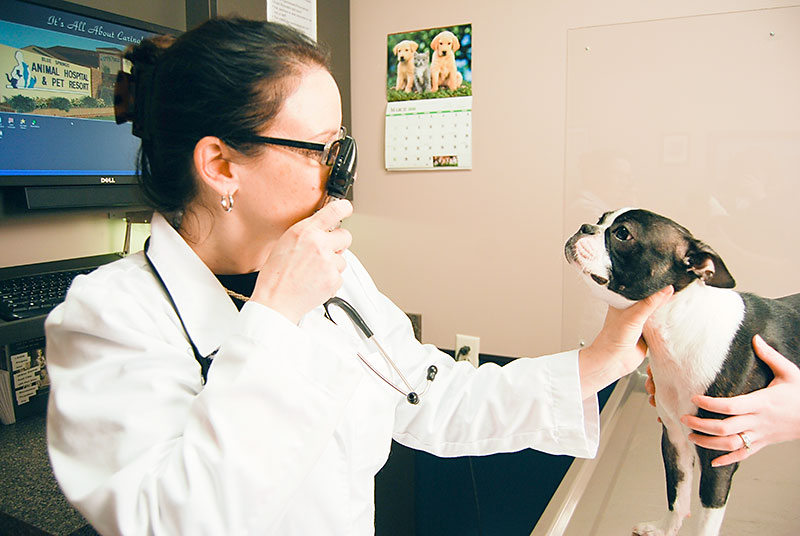 Dr Gina Bradley Veterinarian Blue Springs Animal Hospital Examines a Dog