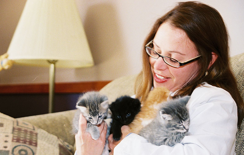Dr Gina Bradley Feline Cat Veterinarian Kitten Vaccines Blue Springs Animal Hospital