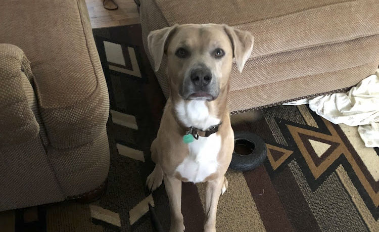 HeatherS_Dog_Customer_Review_Dr_Emily_James_Blue_Springs_Animal_Hospital