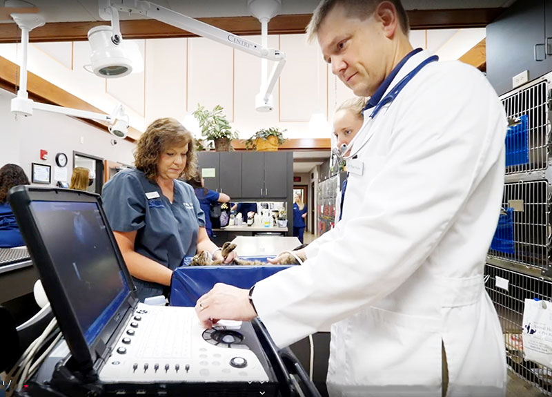 High Tech Diagnostic Capabilities at Blue Springs Animal Hospital