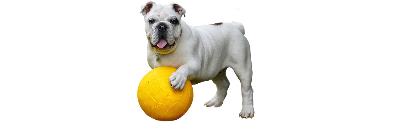 Dog plays ball at Dog and Cat Boarding and Daycare near Kansas City - Blue Springs Animal Hospital and Pet Resort