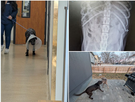 Karl S Google Review Images for Blue Springs Animal Hospital