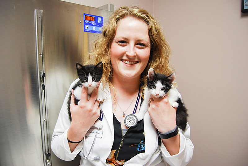 Image of Veterinarian Giving Vaccines at Blue Springs Animal Hospital in Kansas City