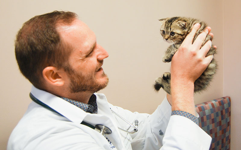 Image of Kitten Vaccine Shots Kansas_City Veterinarian Blue_Springs_Animal_Hospital