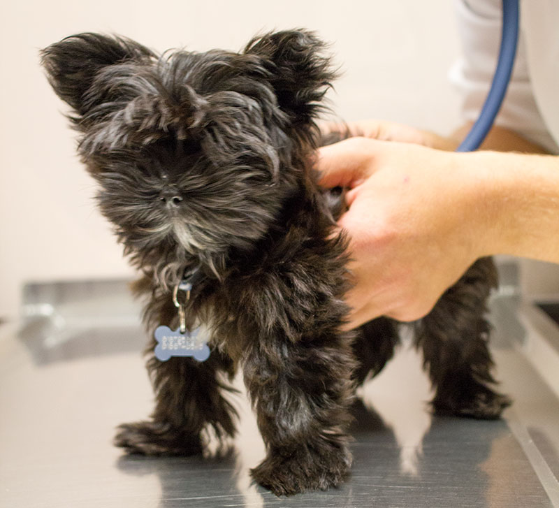 Blue Springs Animal Hospital offers wellness care plans for puppies, kittens, dogs, cats