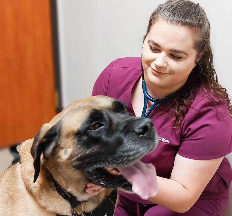 Dr Molly O'Brian with her dog, Monty at Blue Springs Animal Hospital