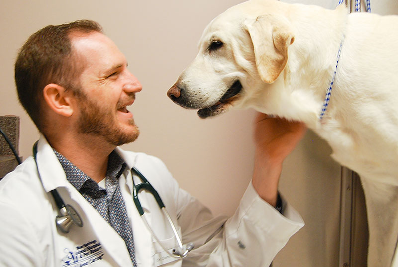 Orthopedic Surgery Dogs Veterinarian Dr Damian Peyton Kansas City Blue Springs Animal Hospital