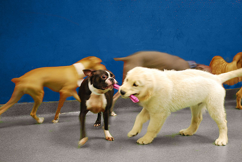 Puppy-Socialization-Doggie-Daycare-Playtime-Blue-Springs-Pet-Resort-Kansas-City
