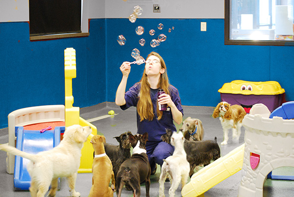Image of Puppy Socialization in Doggie Daycare at Blue Springs Animal Hospital in Kansas City