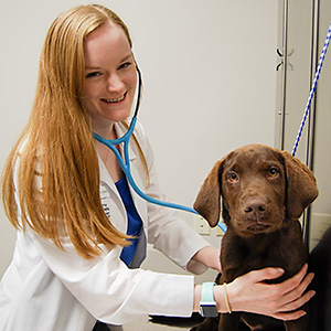 Veterinarian Vaccinates a Puppy in Kansas City at Blue Springs Animal Hospital