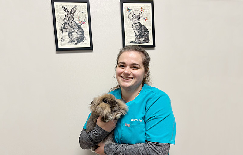 Rabbit Veterinarian Dr. Molly O'Brien at Blue Springs Animal Hospital